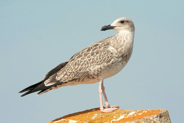 Obraz premium a juvenile of yellow legged-gull / Larus cachinnans