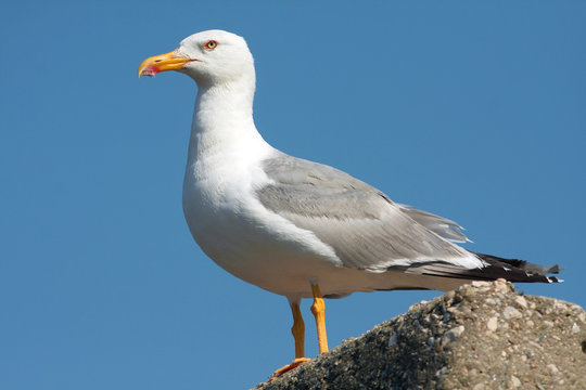 an adult of yellow legged-gull / Larus cachinnans