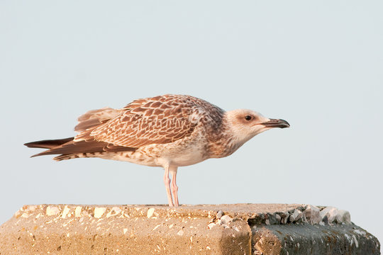 a juvenile of yellow legged-gull / Larus cachinnans