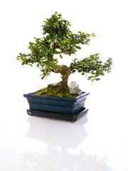 Fototapeta premium Arbre miniature bonsaï en pot bleuté