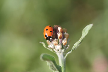Käfer