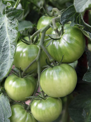 Tomatenstrauch