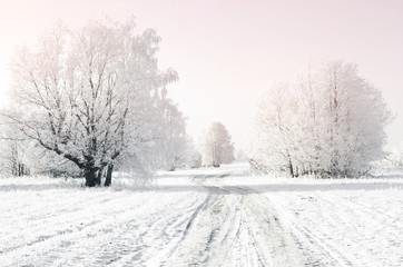 Obraz premium Trees