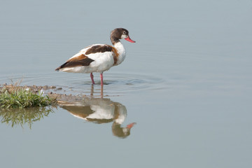 a young female of common shelduck resting on the ground