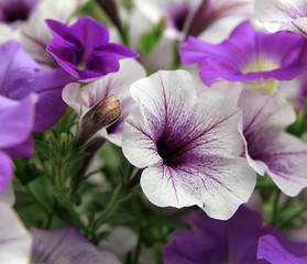 Petunien violett-weiß