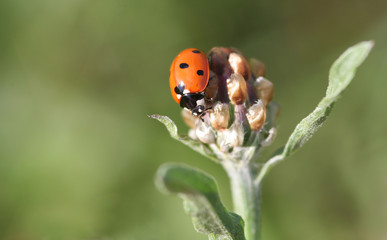 Marienkäfer