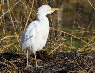 storks breeding, Hunawihr, Alsace, France