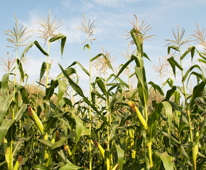 corn
