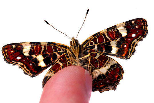 Butterfly on a finger tip - Powered by Adobe