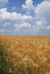 Portrait photograph of a wheat field against cloudy sky