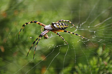 Orb-weaver spider
