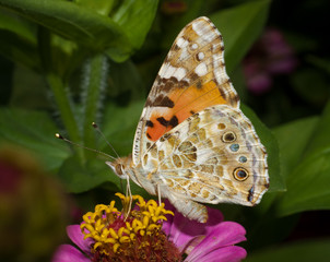 painted lady - vanessa cardui