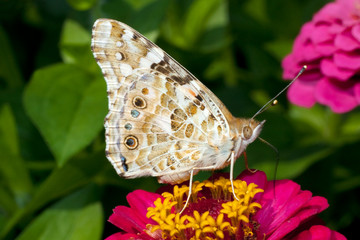 painted lady - vanessa cardui