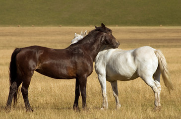 Bianco e nero - Cavalli in libertà