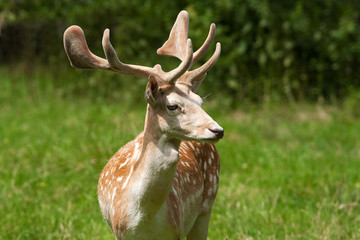 fallow deer, male / Dama dama