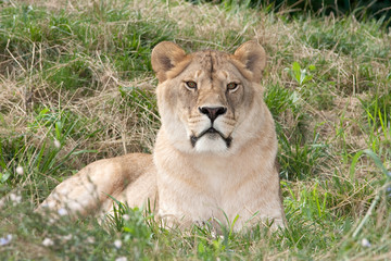 Obraz na płótnie Canvas a lioness resting on the grass