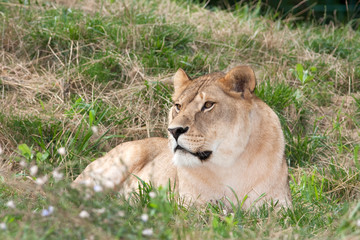 Fototapeta na wymiar a lioness resting on the grass