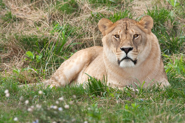 Plakat a lioness resting on the grass