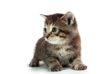 Cute tabby kitten sitting on whit