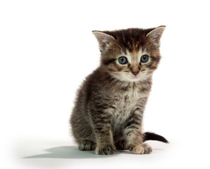 Fototapeta na wymiar Cute tabby kitten sitting on whit