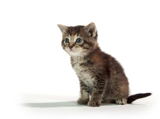 Cute tabby kitten sitting on whit