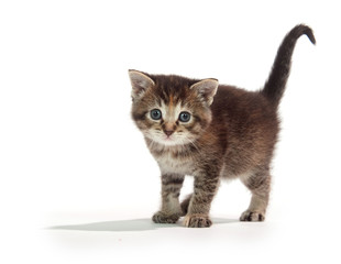Cute tabby kitten standing on white