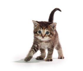 Cute tabby kitten standing on white