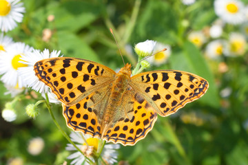 Fototapeta premium Queen of Spain fritillary / Issoria lathonia