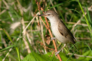 great reed warbler ( Acrocephalus arundinaceus )