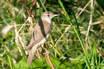 great reed warbler ( Acrocephalus arundinaceus )