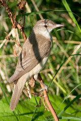 great reed warbler ( Acrocephalus arundinaceus )