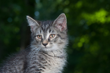 Cute tabby outdoor kitten with green background