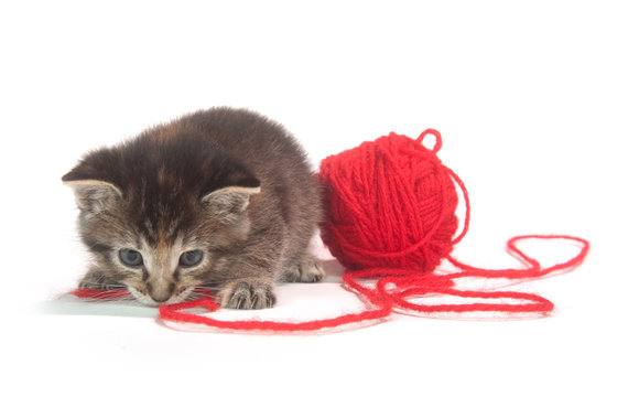 cute tabby kitten playing with red yarn