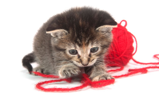 cute tabby kitten playing with red yarn