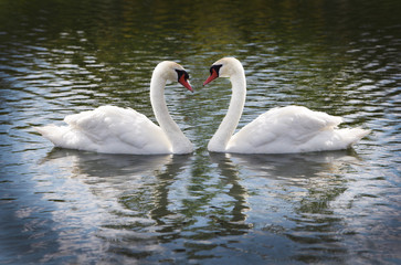 Fototapeta premium Cob and Pen Swans
