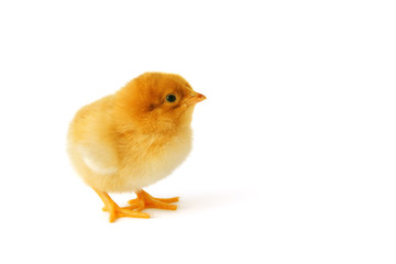 Cute yellow baby chicken