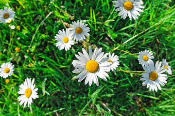 Daisy flowers closeup