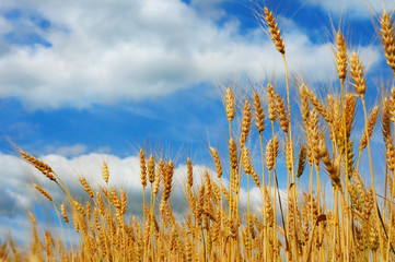Wheat ready for harvesting