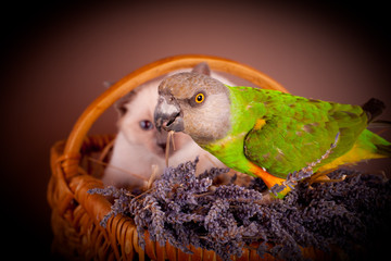le chaton et le perroquet