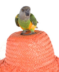 perroquet © Magalice