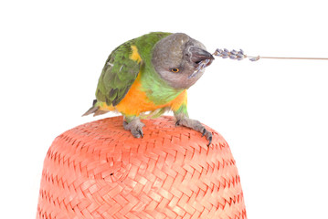 perroquet qui joue avec un branche © Magalice
