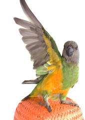 perroquet qui ouvre ses ailes © Magalice