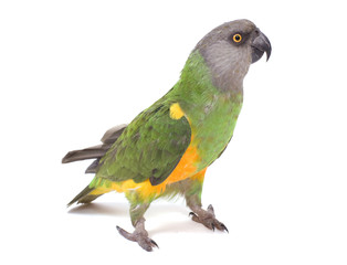 perroquet vert et jaune sur fond blanc