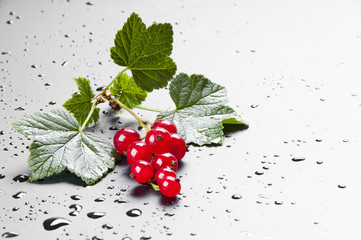 Branch of an red juicy currant