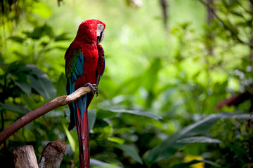 Colorful scarlet macaw perched on a branch