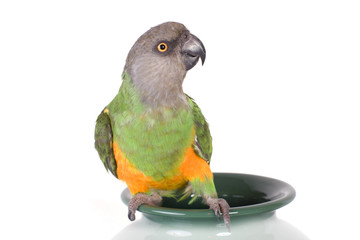 perroquet vert qui regarde sur le coté © Magalice