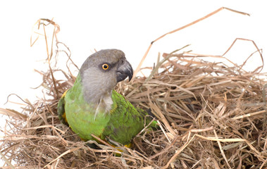 perroquet vert dans un nid de paille © Magalice