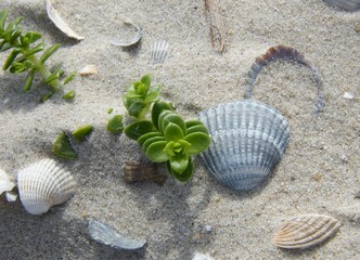 Salzmiere (Honckenya peploides)