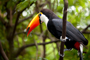 Colorful scarlet macaw perched on a branch