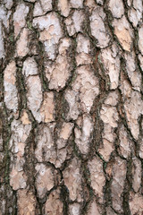 Pine tree bark